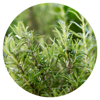 Rosemary