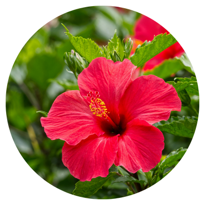 Hibiscus