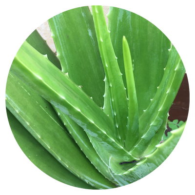 Aloe Vera