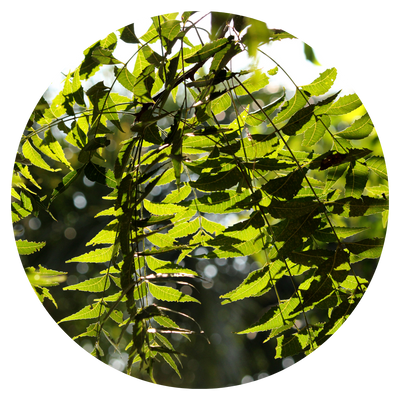Neem Leaves