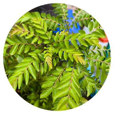 Curry Leaves